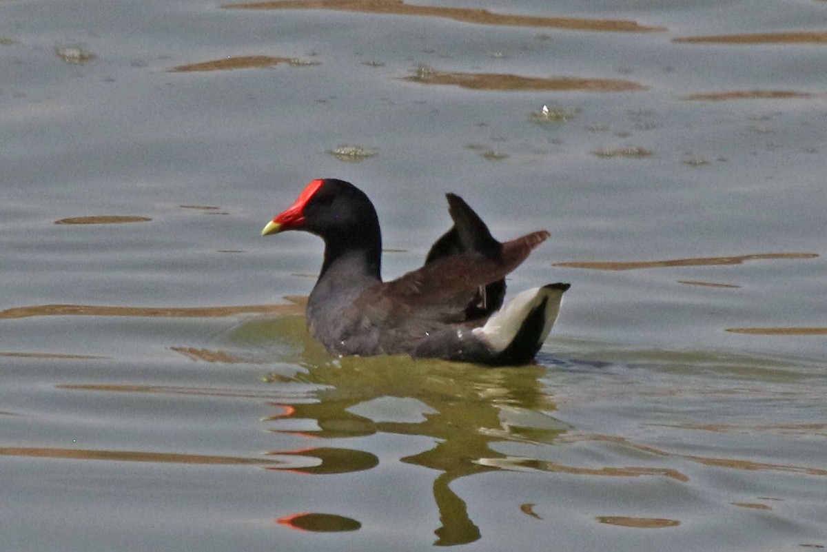 Common Gallinule - ML494718981