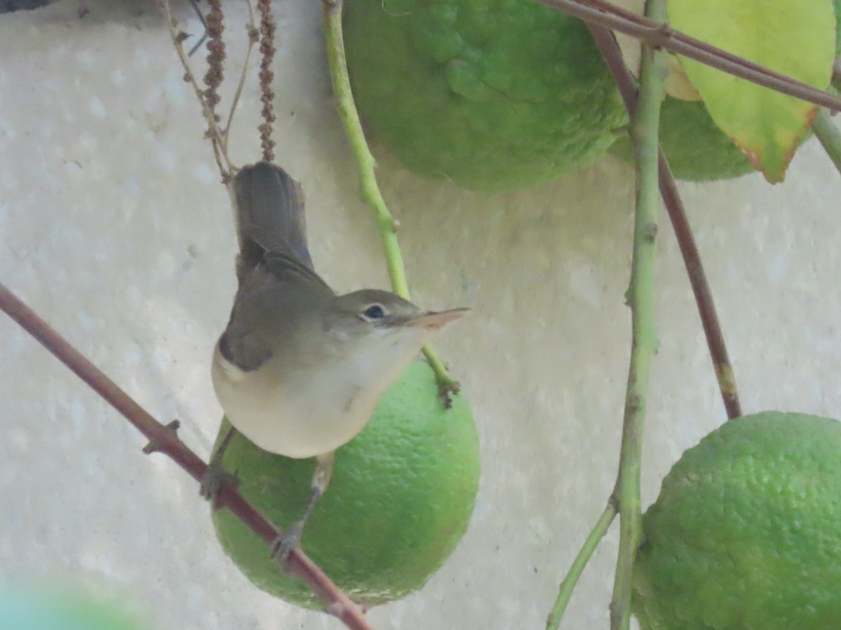 Common Reed Warbler - ML494719501