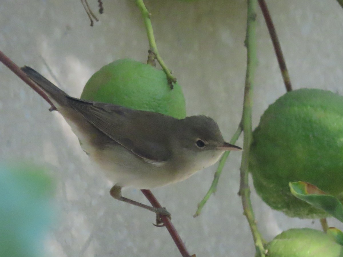 Common Reed Warbler - ML494719521