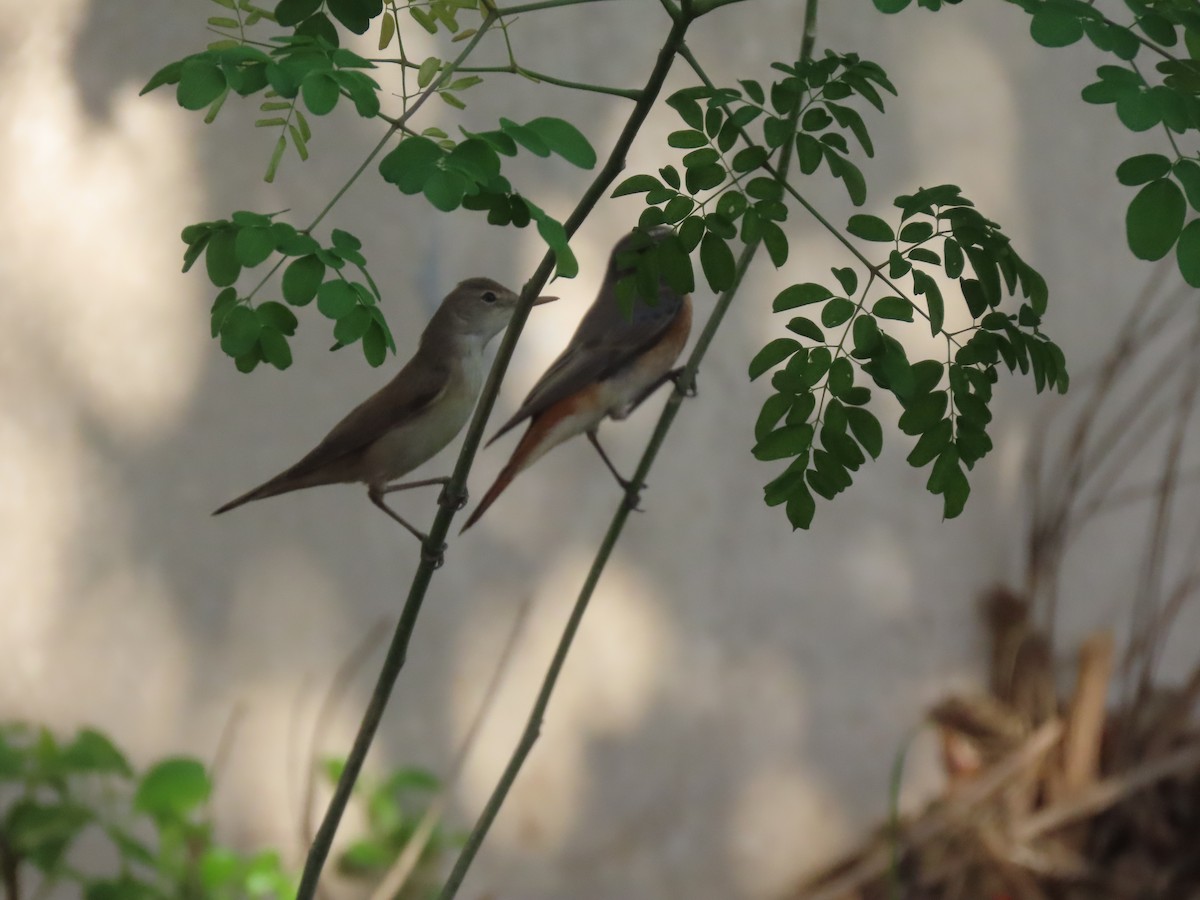 Common Reed Warbler - ML494719541