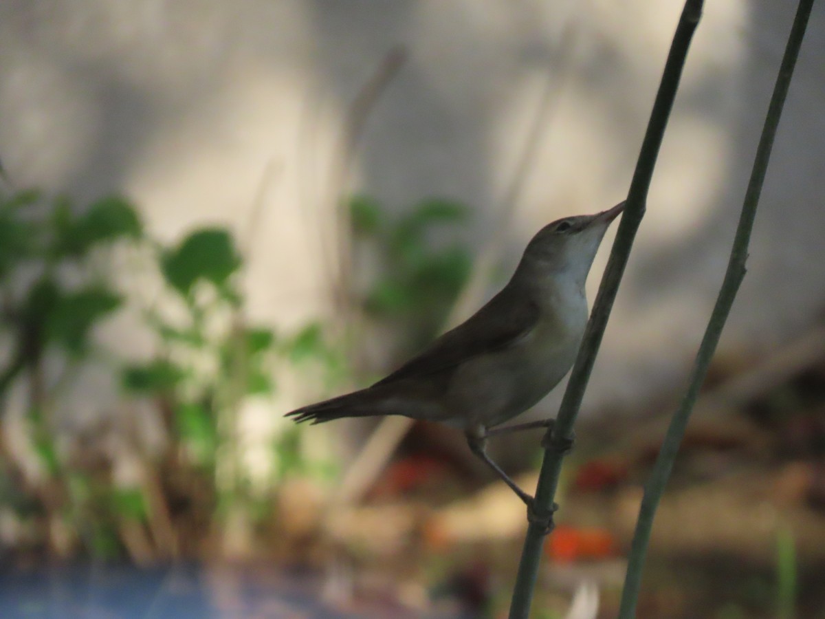 Common Reed Warbler - Ute Langner