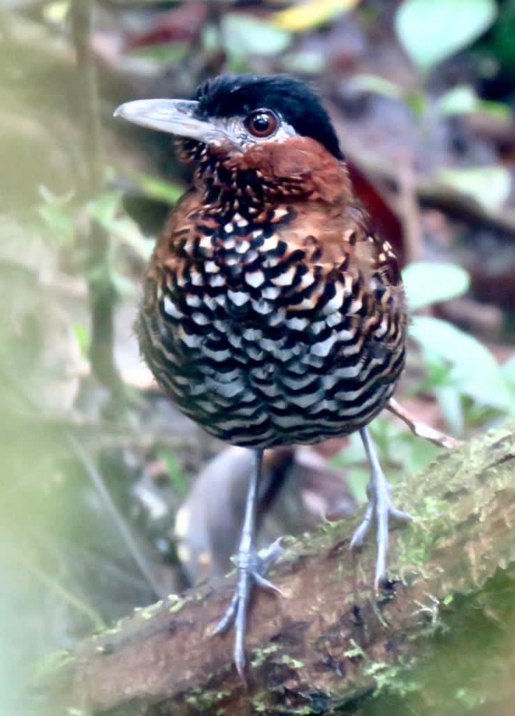 Black-crowned Antpitta - ML494721441