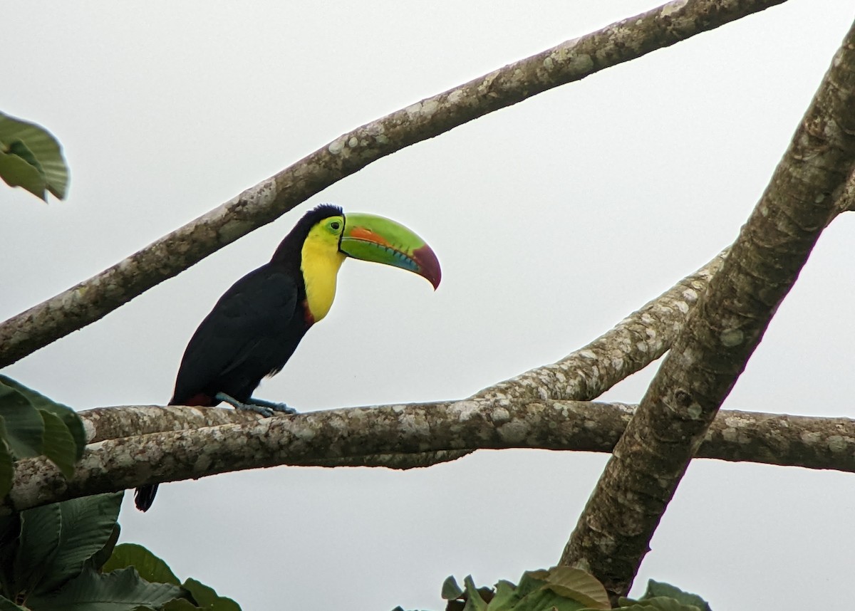 Keel-billed Toucan - ML494722451