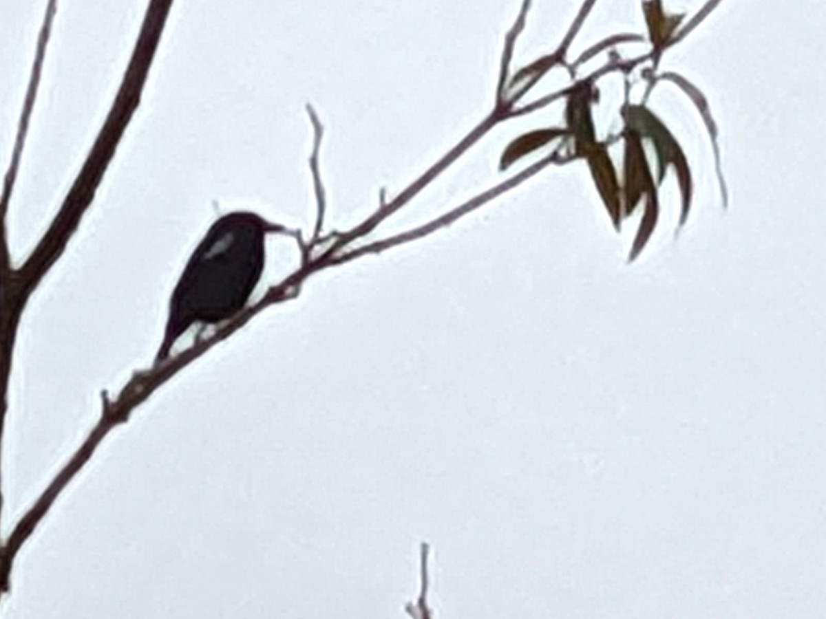 White-shouldered Tanager - ML494722541