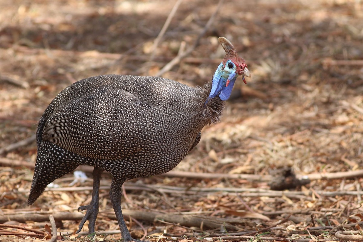 ホロホロチョウ - ML494722611