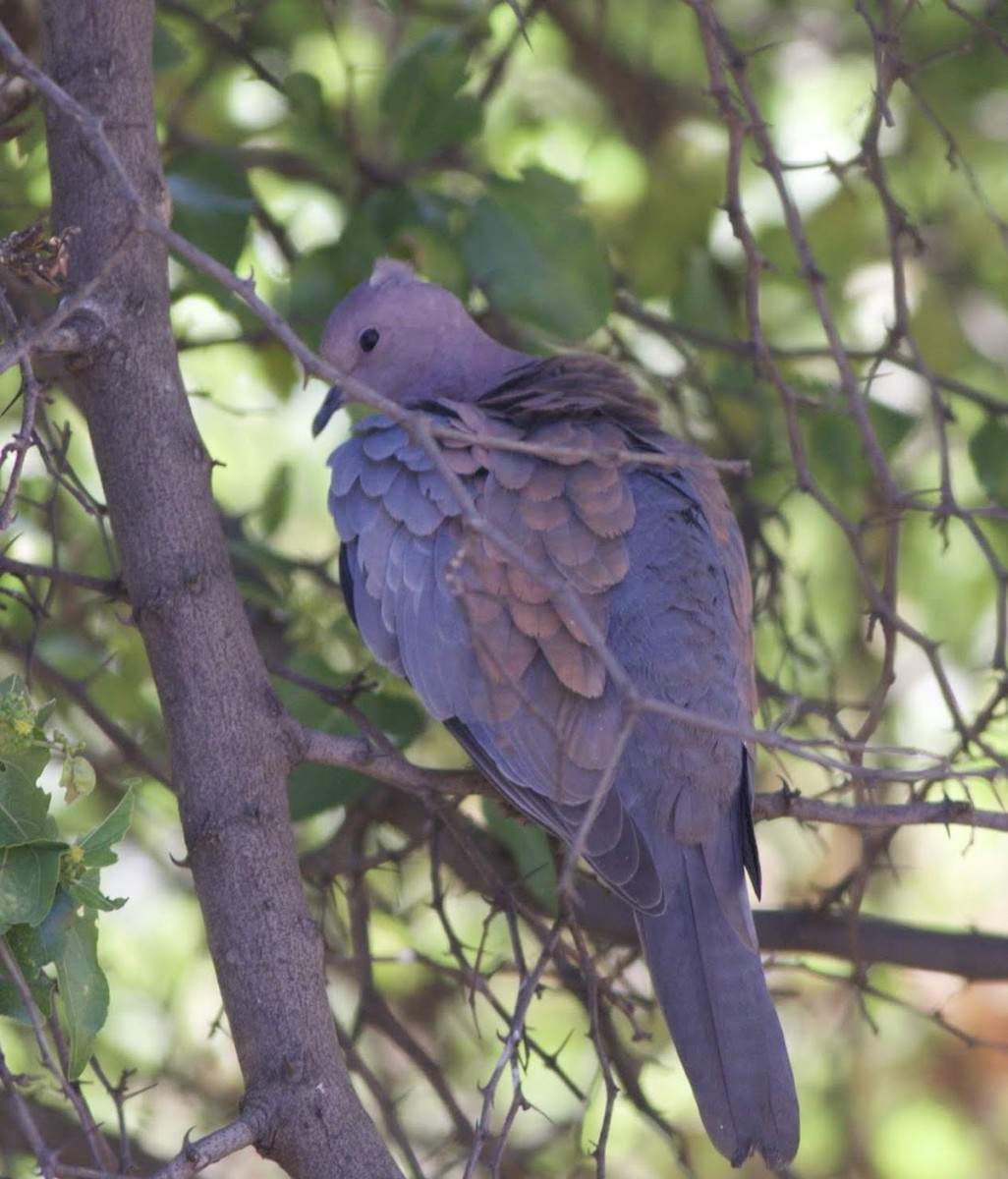 Laughing Dove - ML494722651