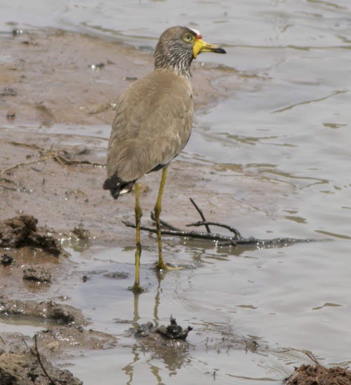 Wattled Lapwing - ML494722691