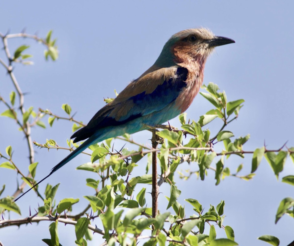 Lilac-breasted Roller - ML494722801