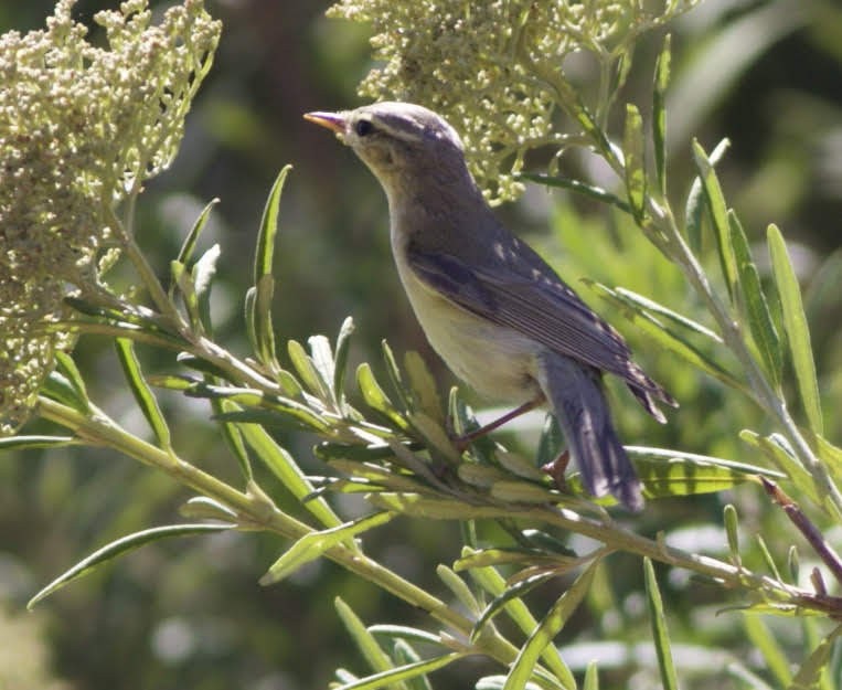 Icterine Warbler - ML494722821