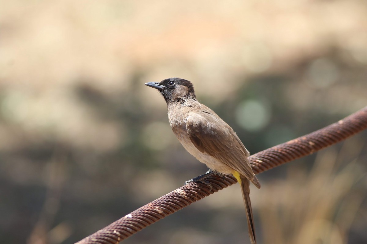 Common Bulbul - ML494722871