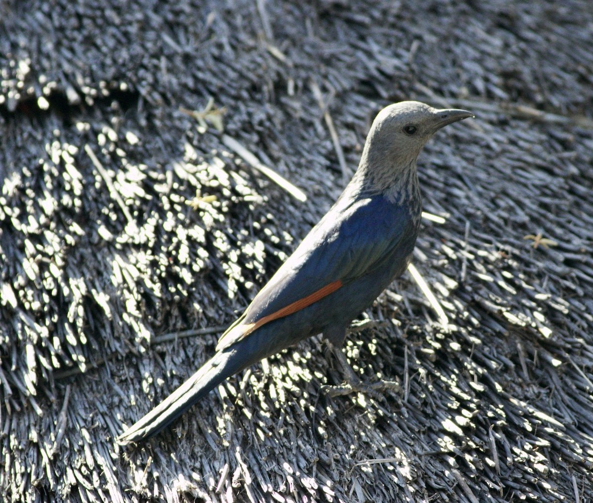 Red-winged Starling - ML494723121