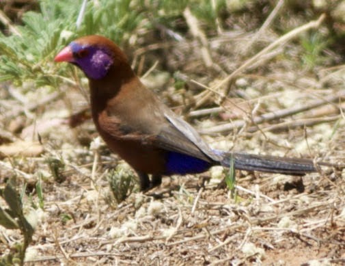 トキワスズメ - ML494723171