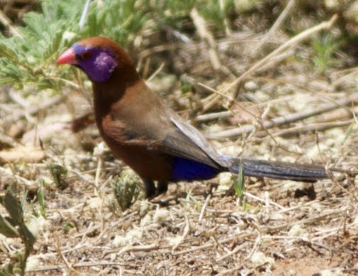 Violet-eared Waxbill - ML494723171