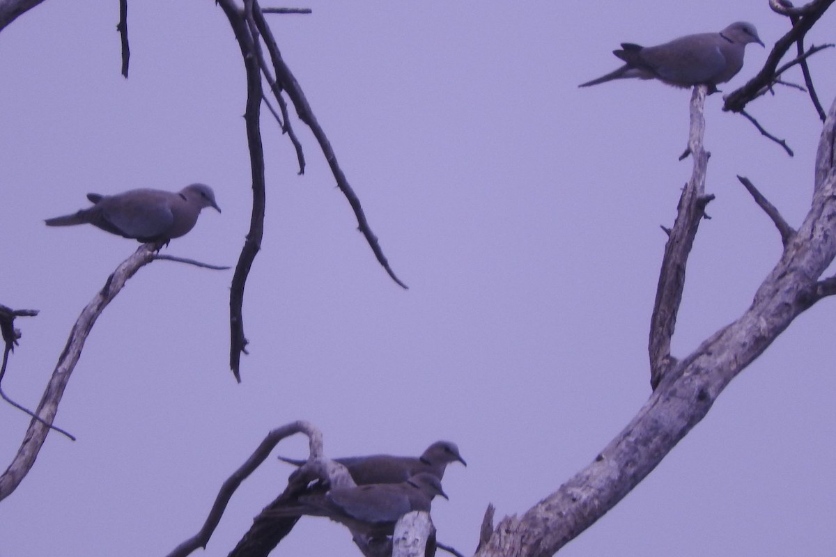 Ring-necked Dove - ML494723441