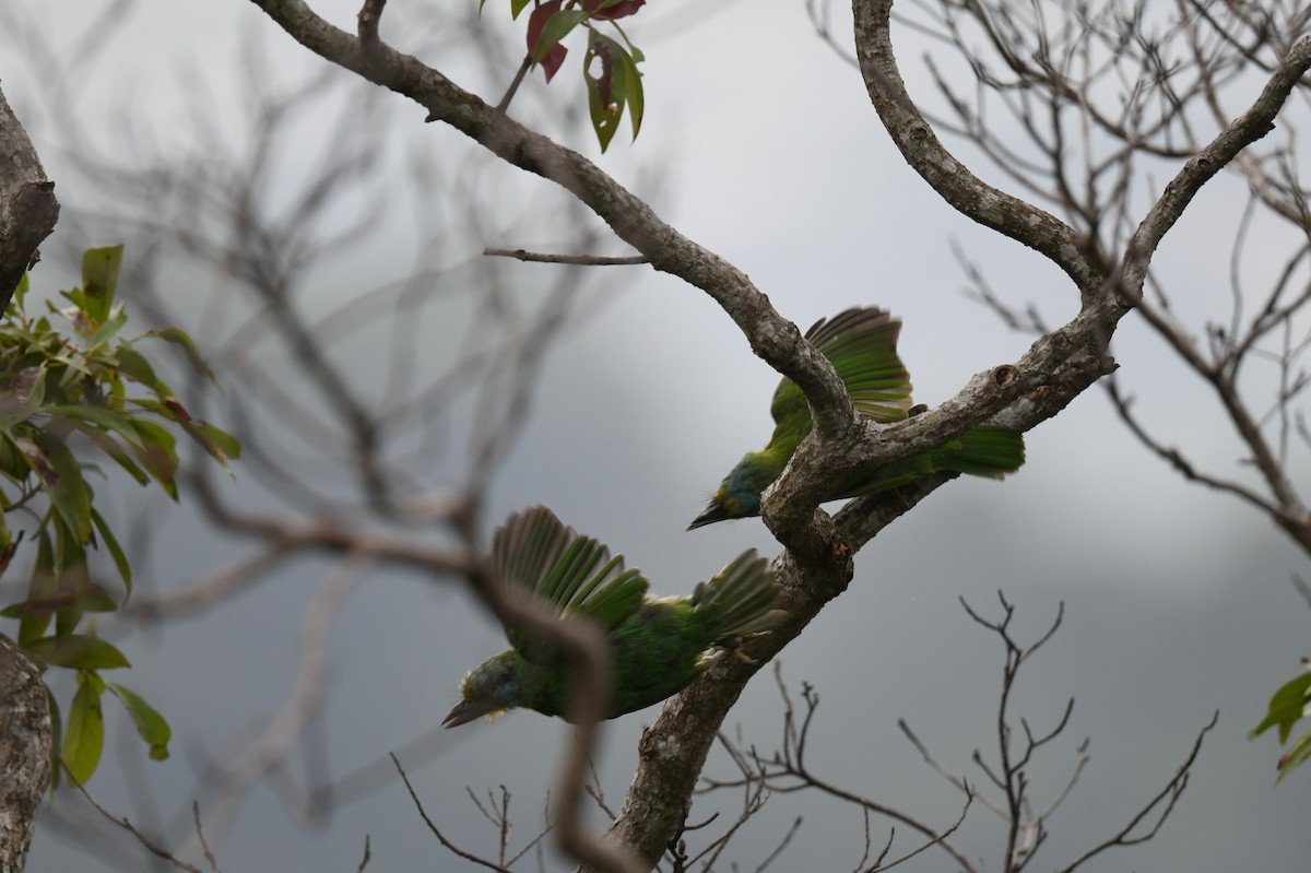 Taiwan Barbet - ML494723801