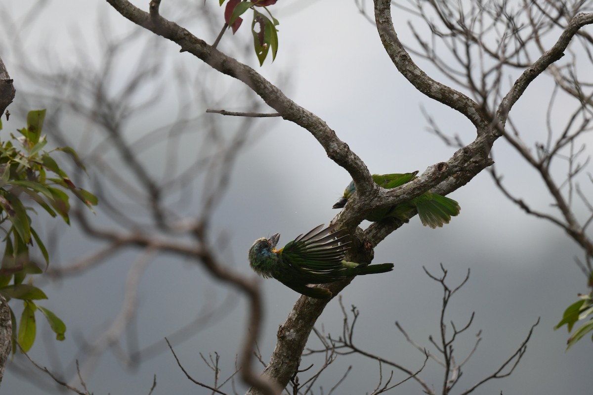 Taiwan Barbet - ML494723811