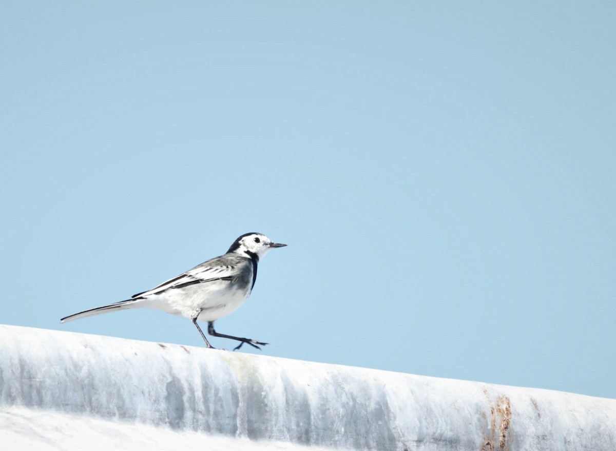 White Wagtail - ML494723831