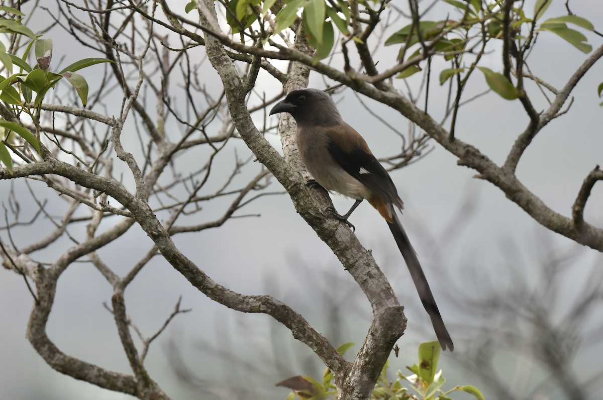 Gray Treepie - ML494724011