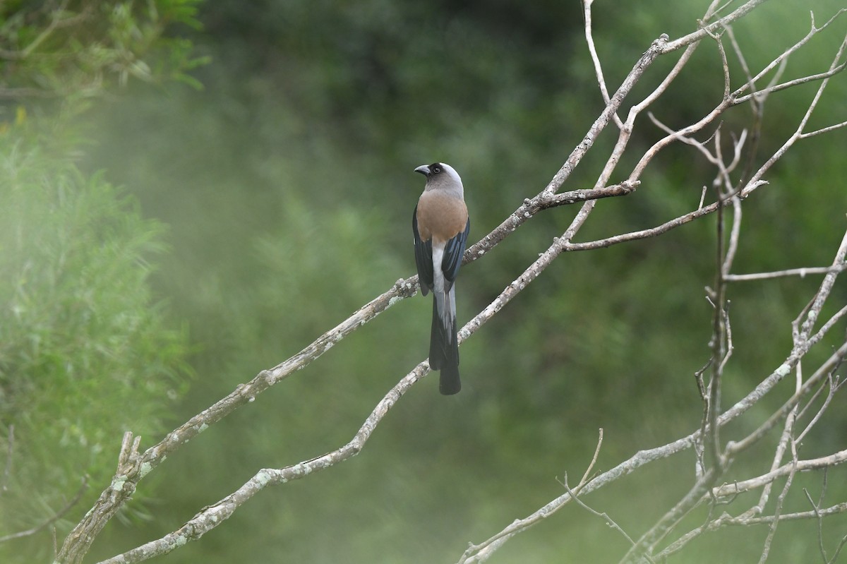 Gray Treepie - ML494724021