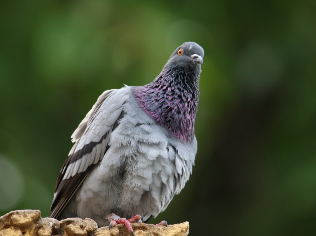 Rock Pigeon (Feral Pigeon) - Niroshan Silva