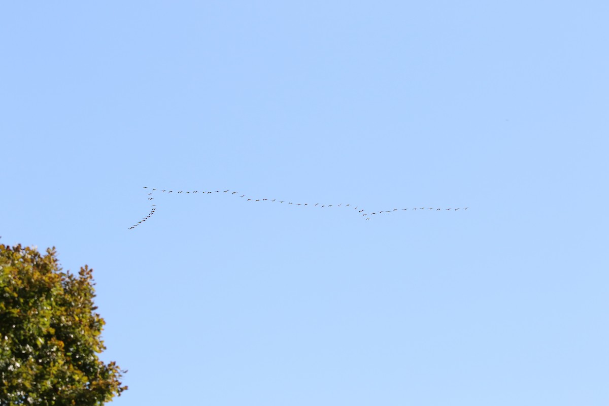 Pink-footed Goose - Matt Gillett