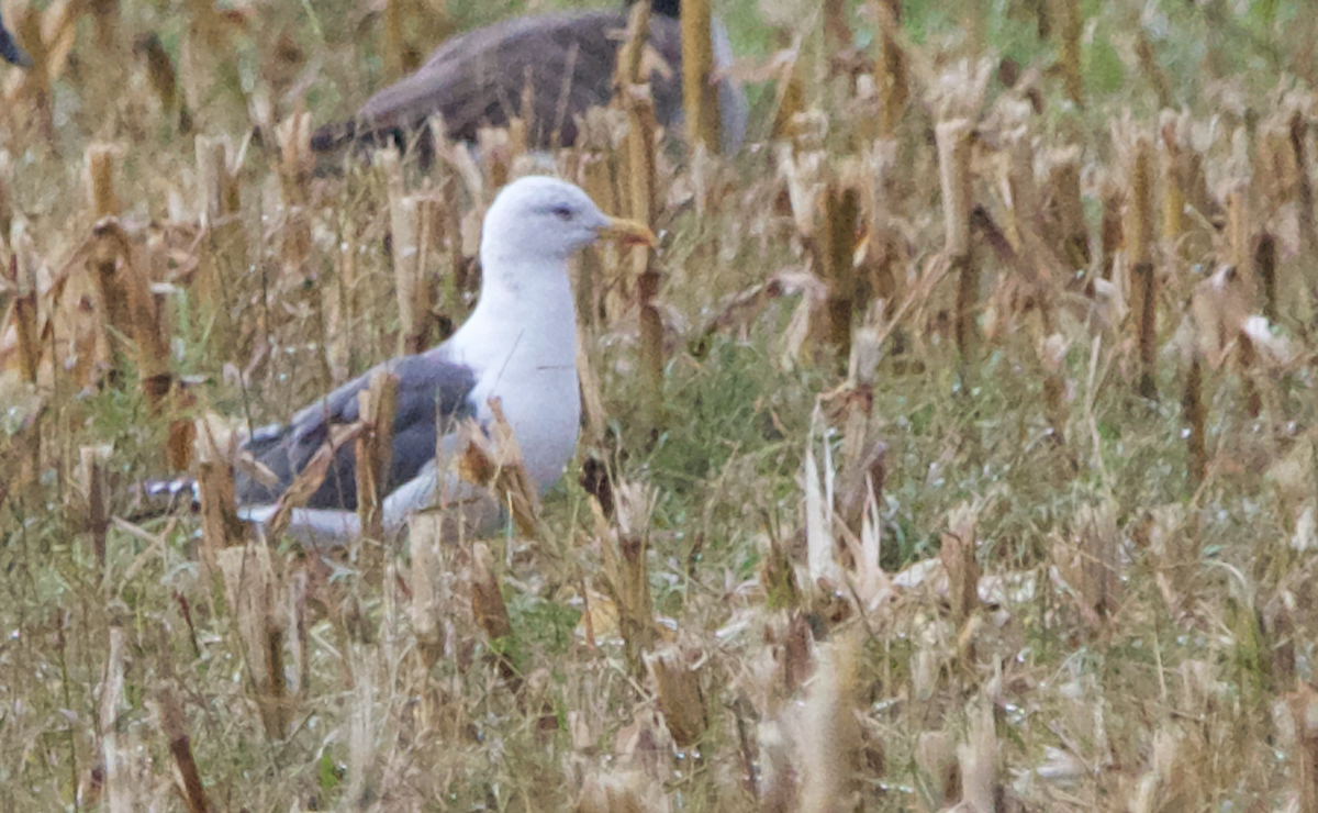 Lesser Black-backed Gull - ML494725761