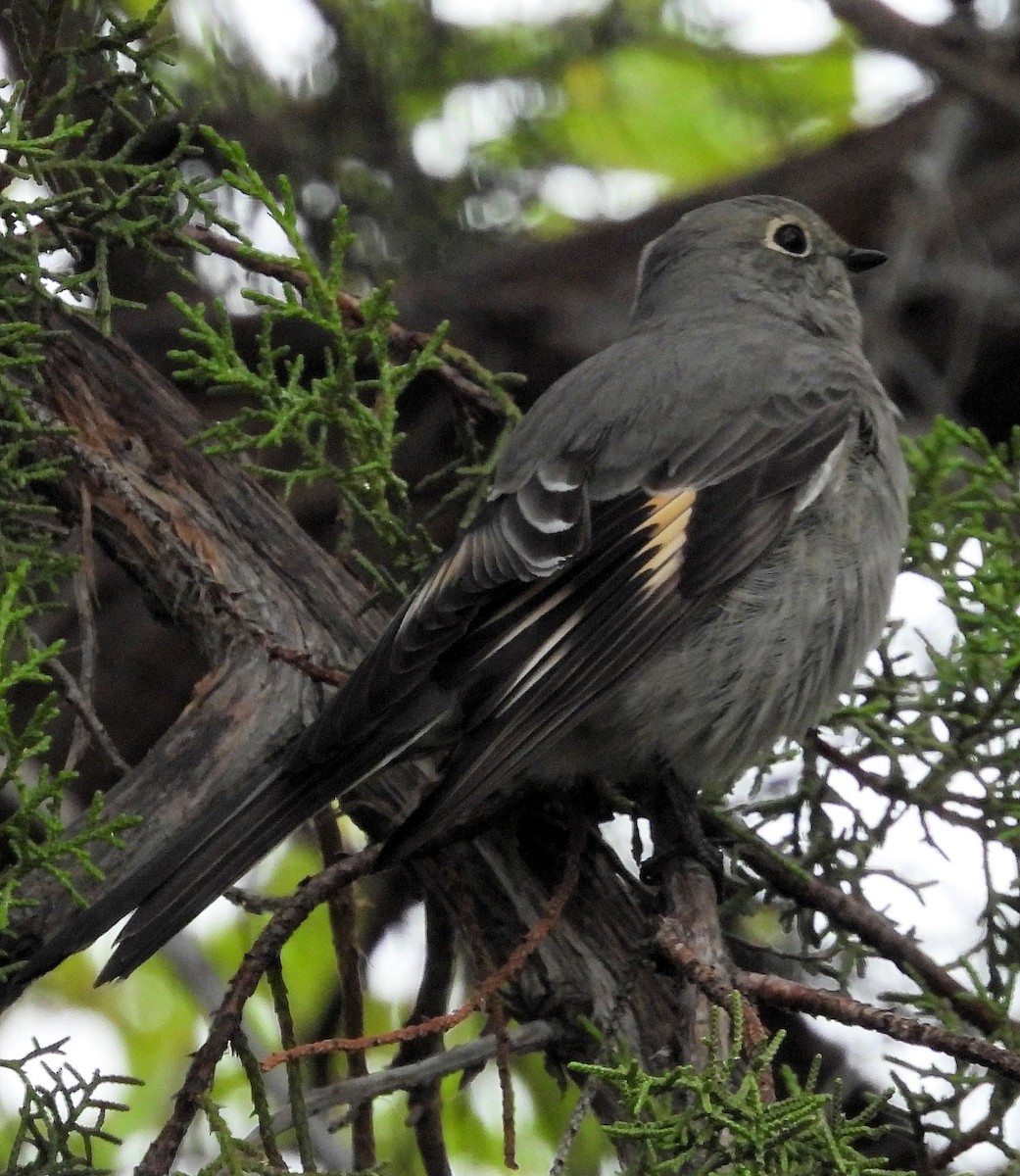 Townsend's Solitaire - Patrick Collins