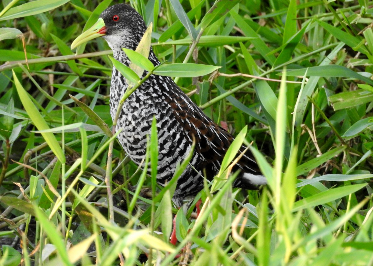 Spotted Rail - ML494726391