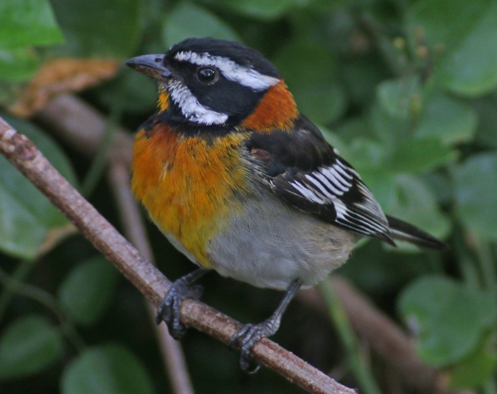 Western Spindalis (Bahamas Black-backed) - Corey Finger