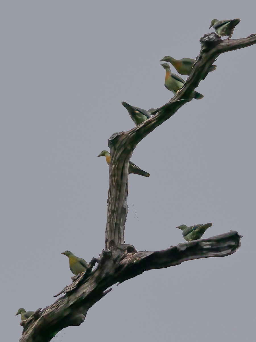 holub zelenošedý - ML494727511