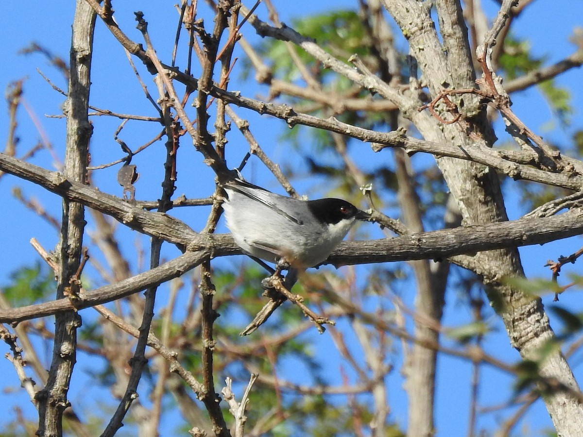 Black-capped Warbling Finch - Patricio Ramírez Llorens