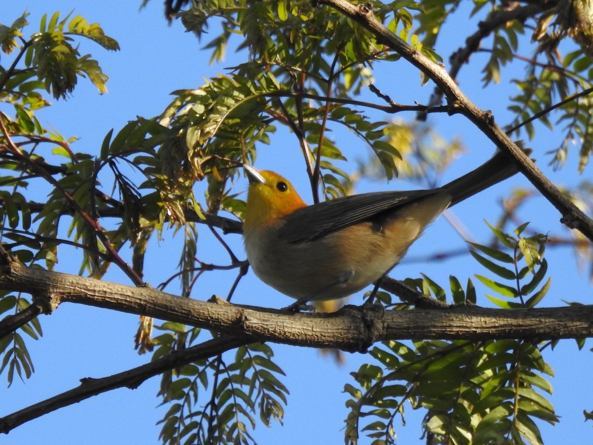 Orange-headed Tanager - ML494728211