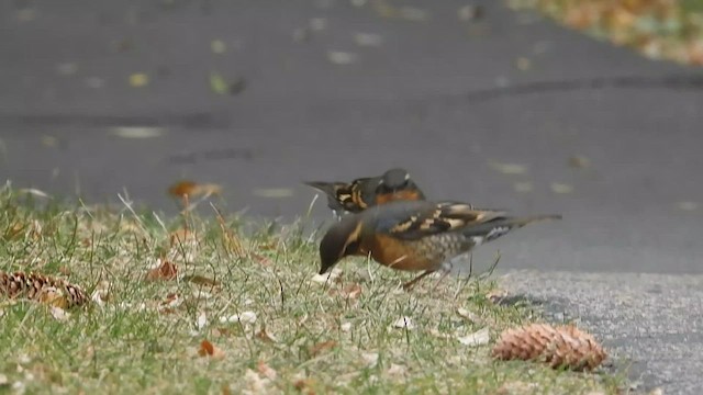 Varied Thrush - ML494728341