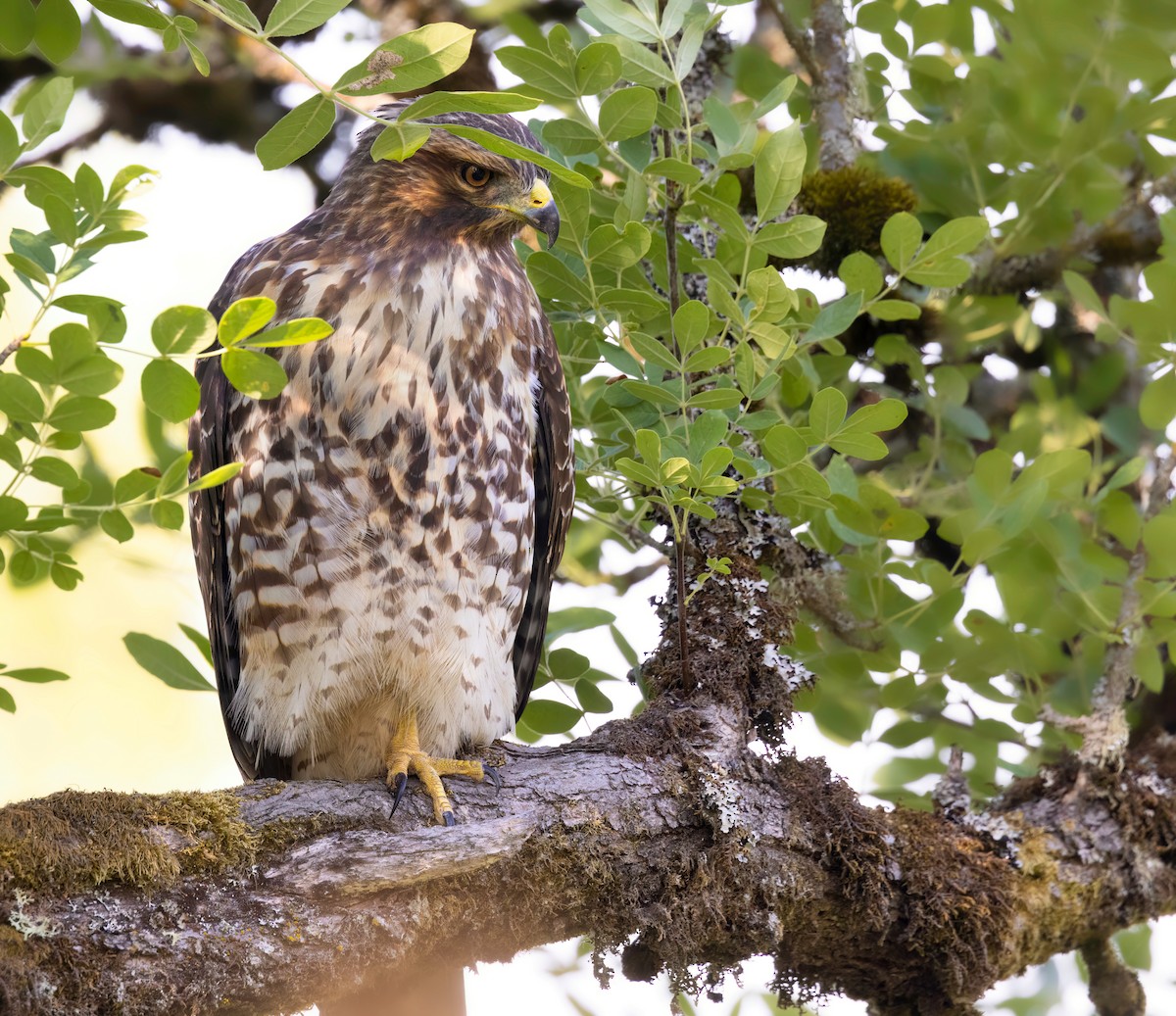 Red-shouldered Hawk - Ken Pitts