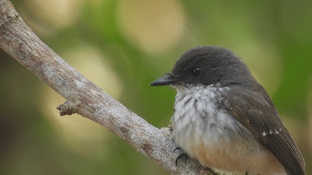 Віялохвістка північна (підвид rufiventris/pallidiceps) - ML494728471