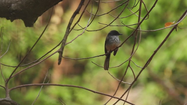 Kızıl Karınlı Katmerkuyruk (rufiventris/pallidiceps) - ML494728481