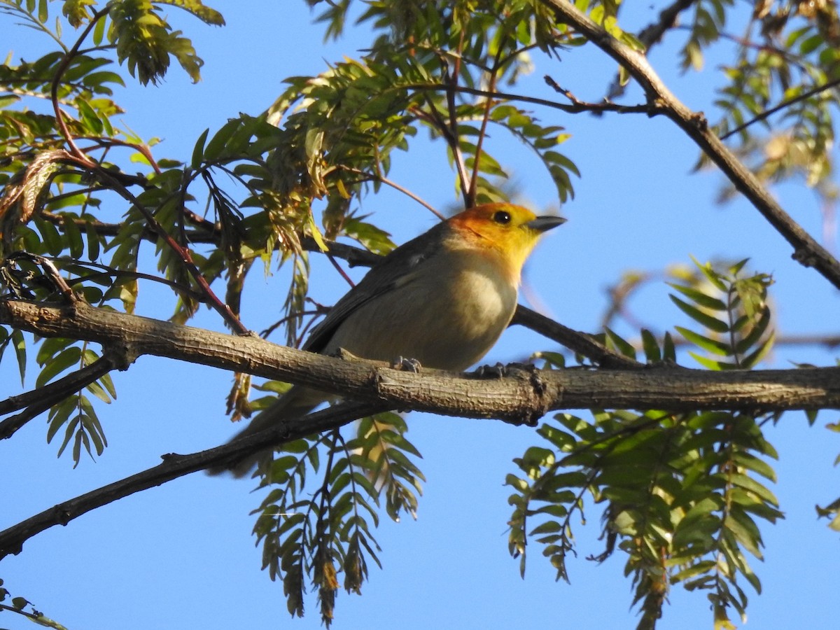 Orange-headed Tanager - Patricio Ramírez Llorens