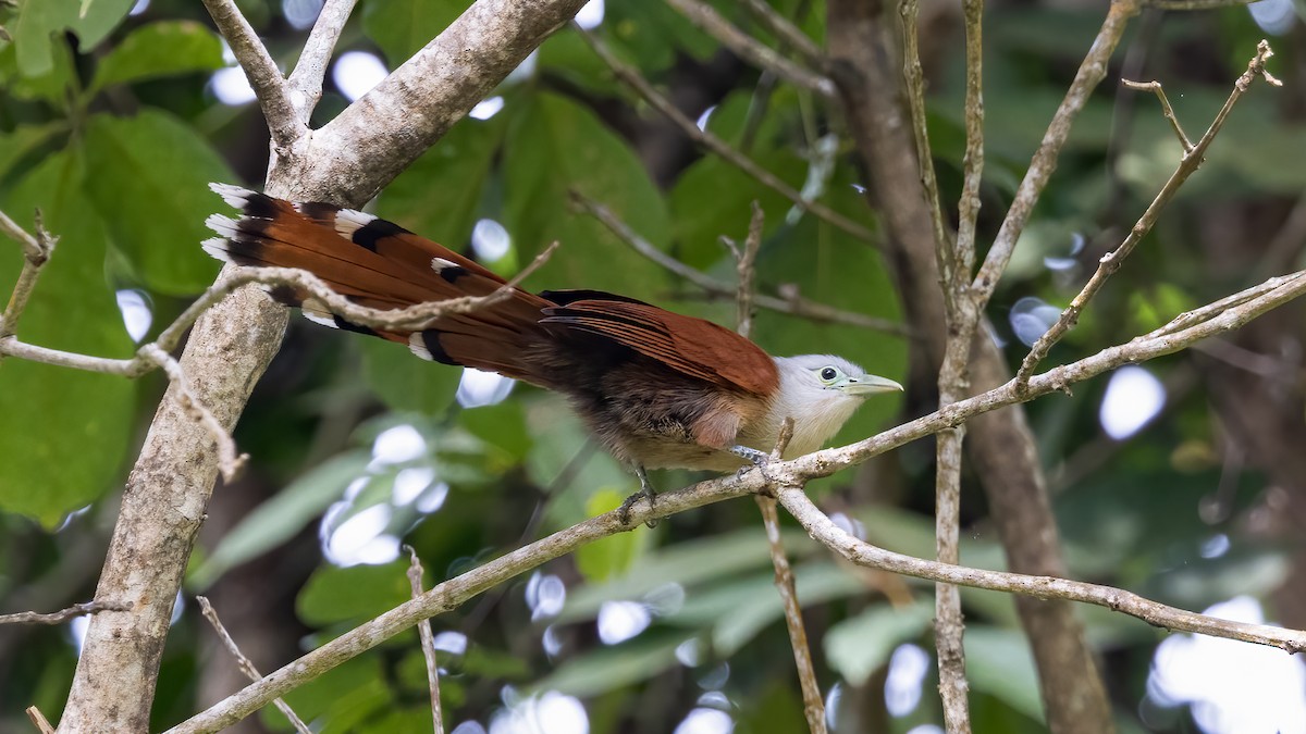 Raffles's Malkoha - ML494728611