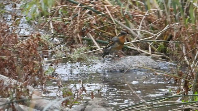 Varied Thrush - ML494728731