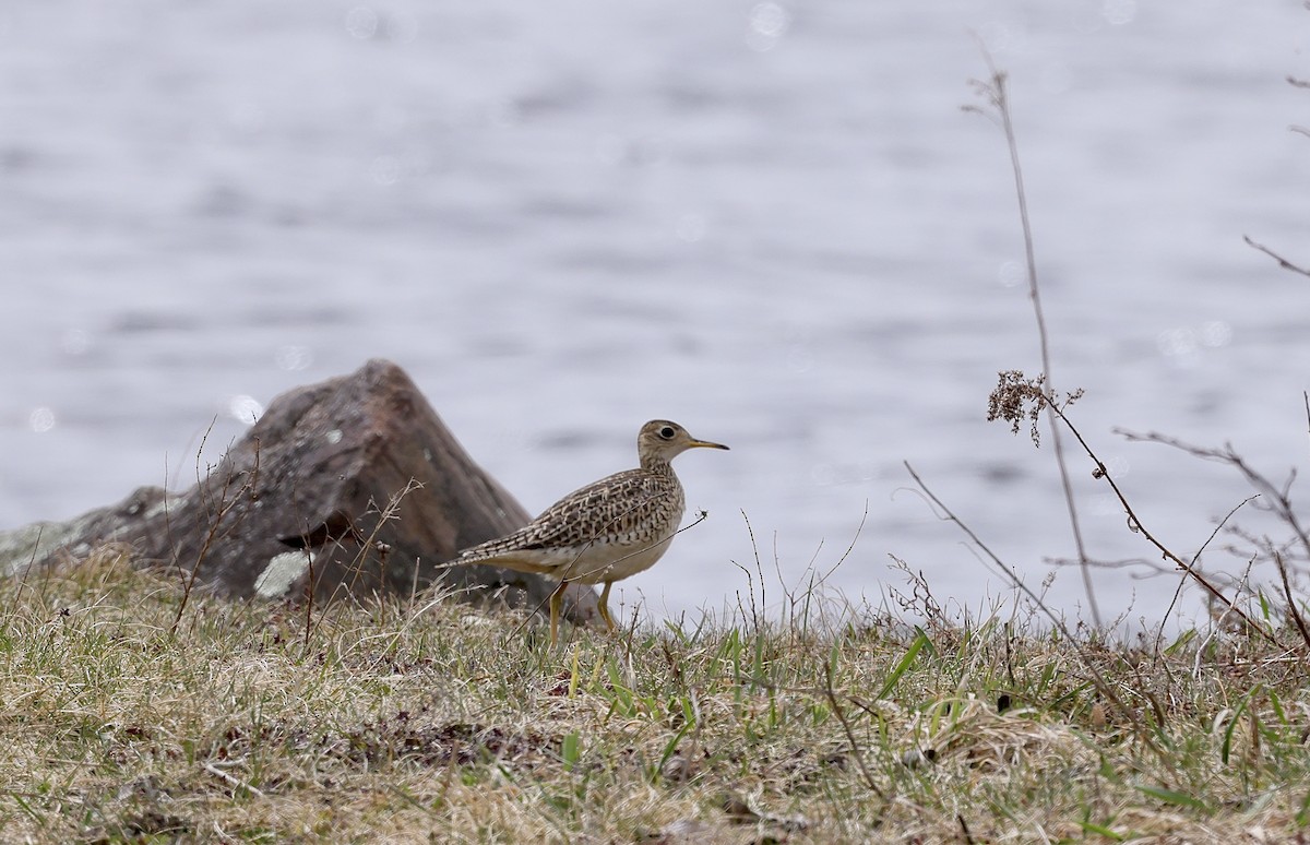 Upland Sandpiper - Michael Moccio