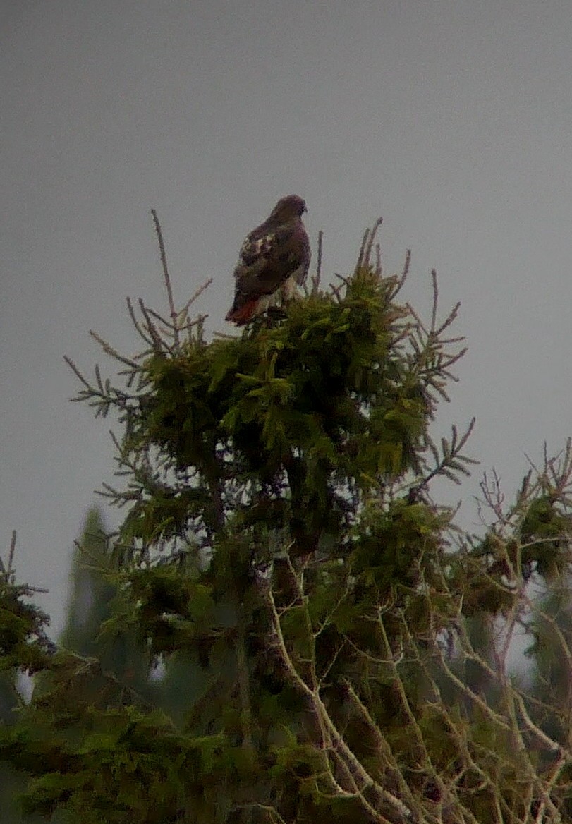 Red-tailed Hawk - Sylvie Gagnon