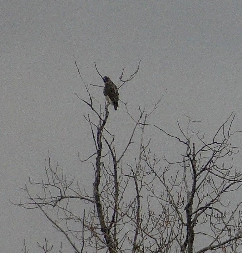 Red-tailed Hawk - Sylvie Gagnon