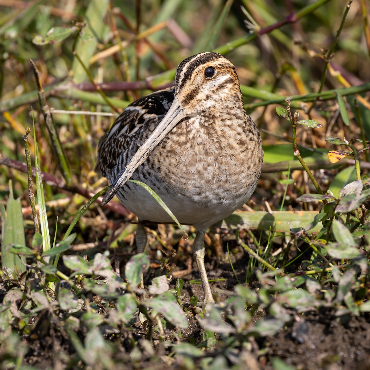 Wilson's Snipe - ML494730421