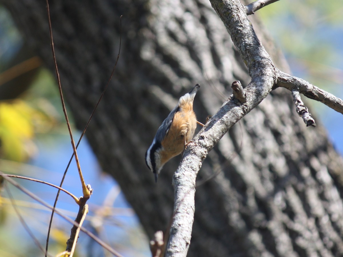 Red-breasted Nuthatch - ML494730851