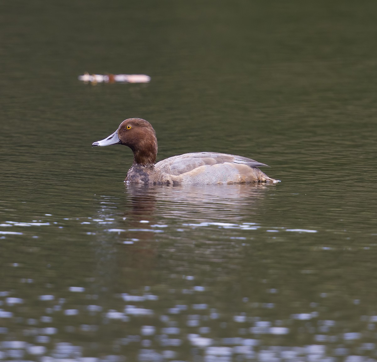 Redhead - ML494730981