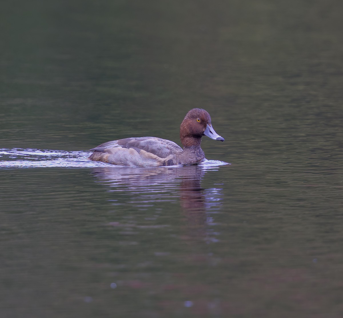 Redhead - ML494730991