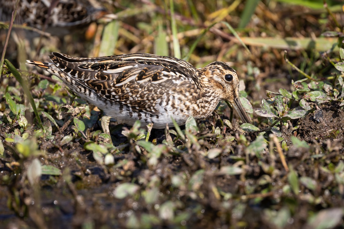 Wilson's Snipe - ML494732641