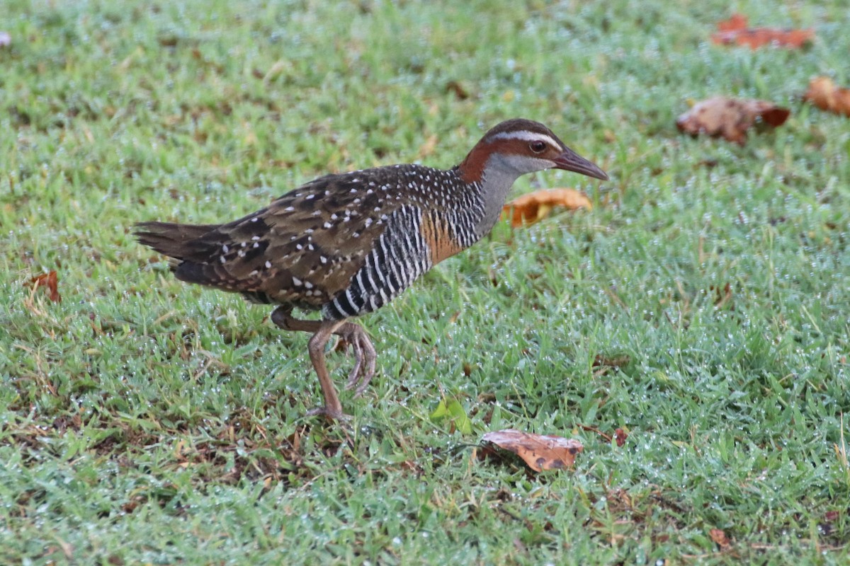 Buff-banded Rail - James Lambert