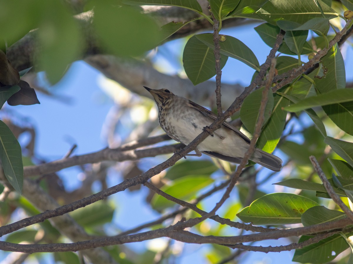 Swainson's Thrush - ML494734191