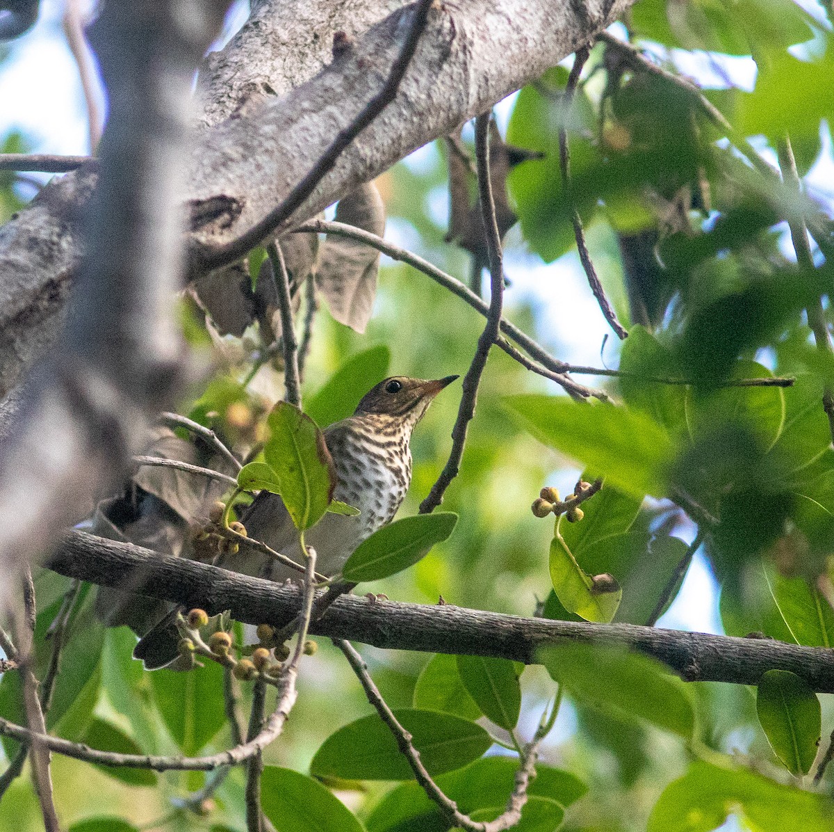 Swainson's Thrush - ML494734211